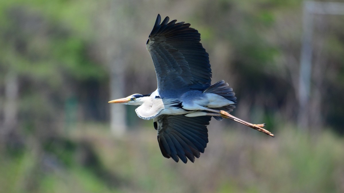 太子河 苍鹭 飞版