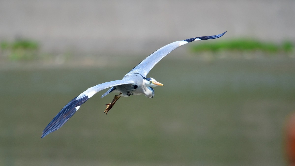太子河 苍鹭 飞版