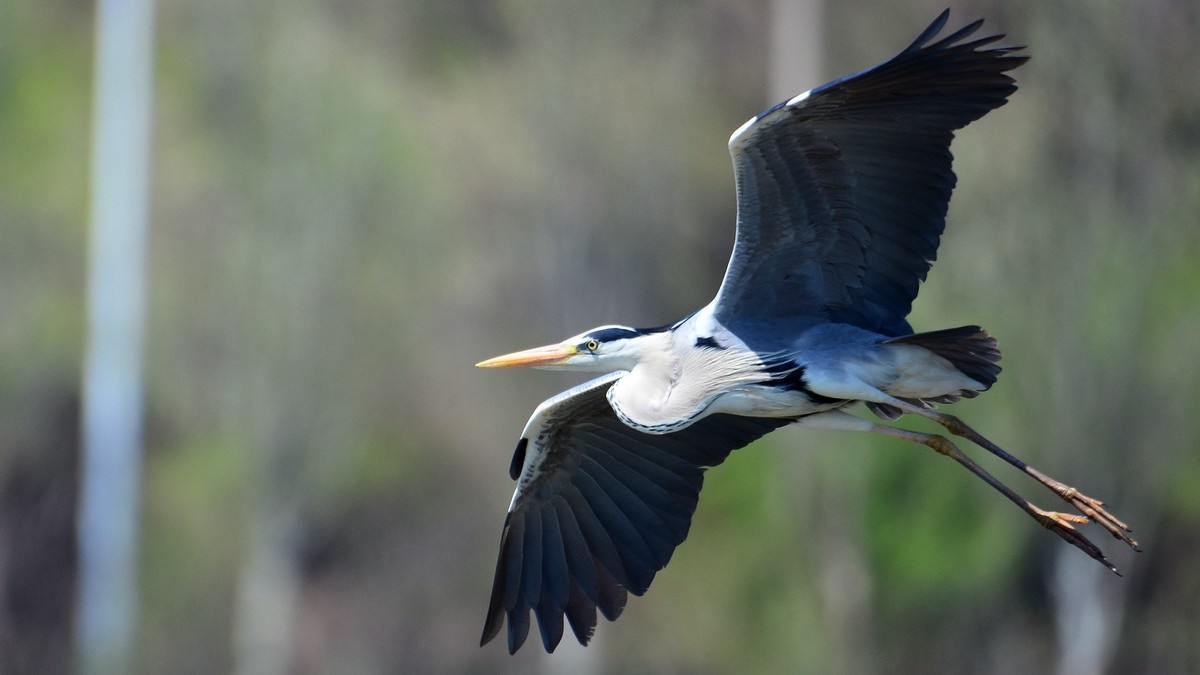 太子河 苍鹭 飞版