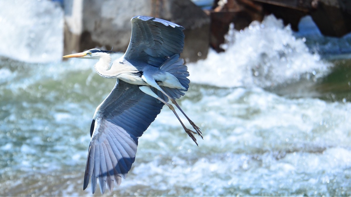 太子河 苍鹭 飞版