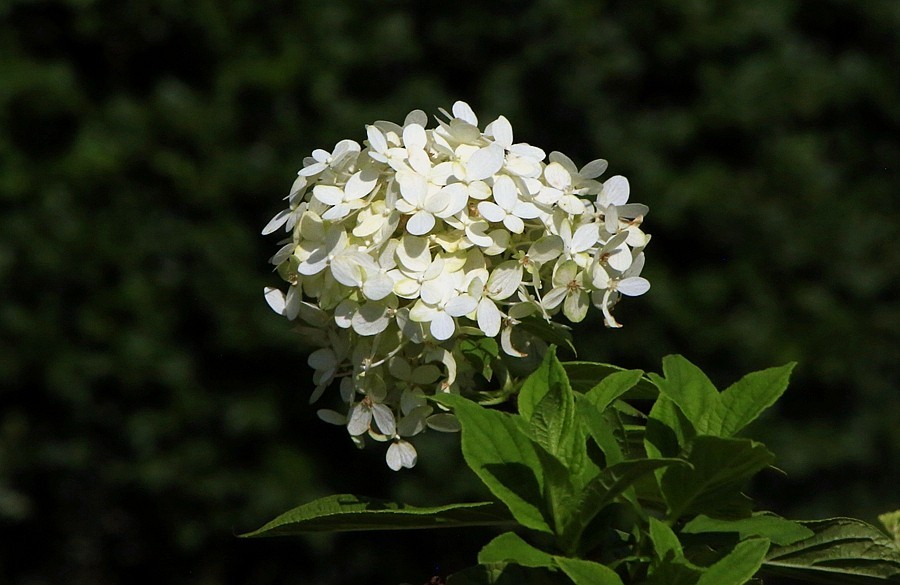 《不老松：纪实摄影》大美沧州系列報道：南川老街里还有个音乐喷泉花园！建筑风格有点