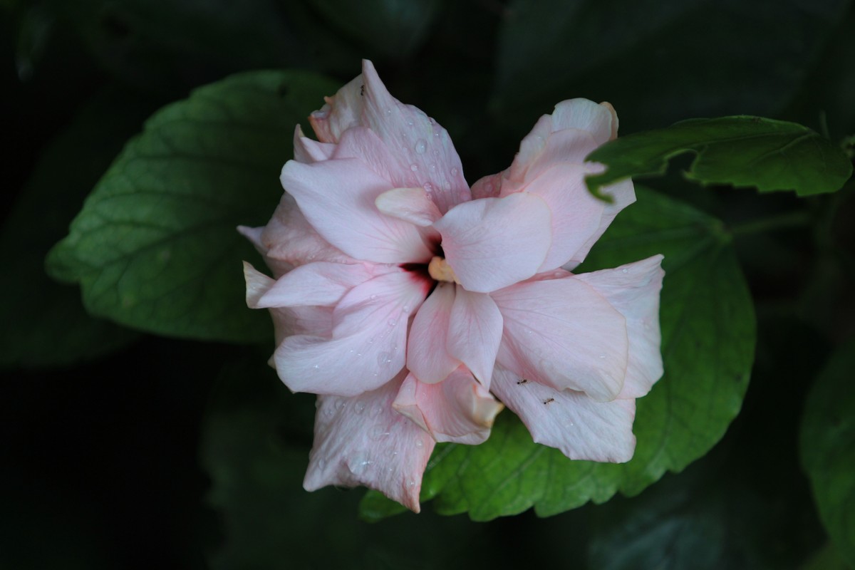 拍摄花卉一（391）