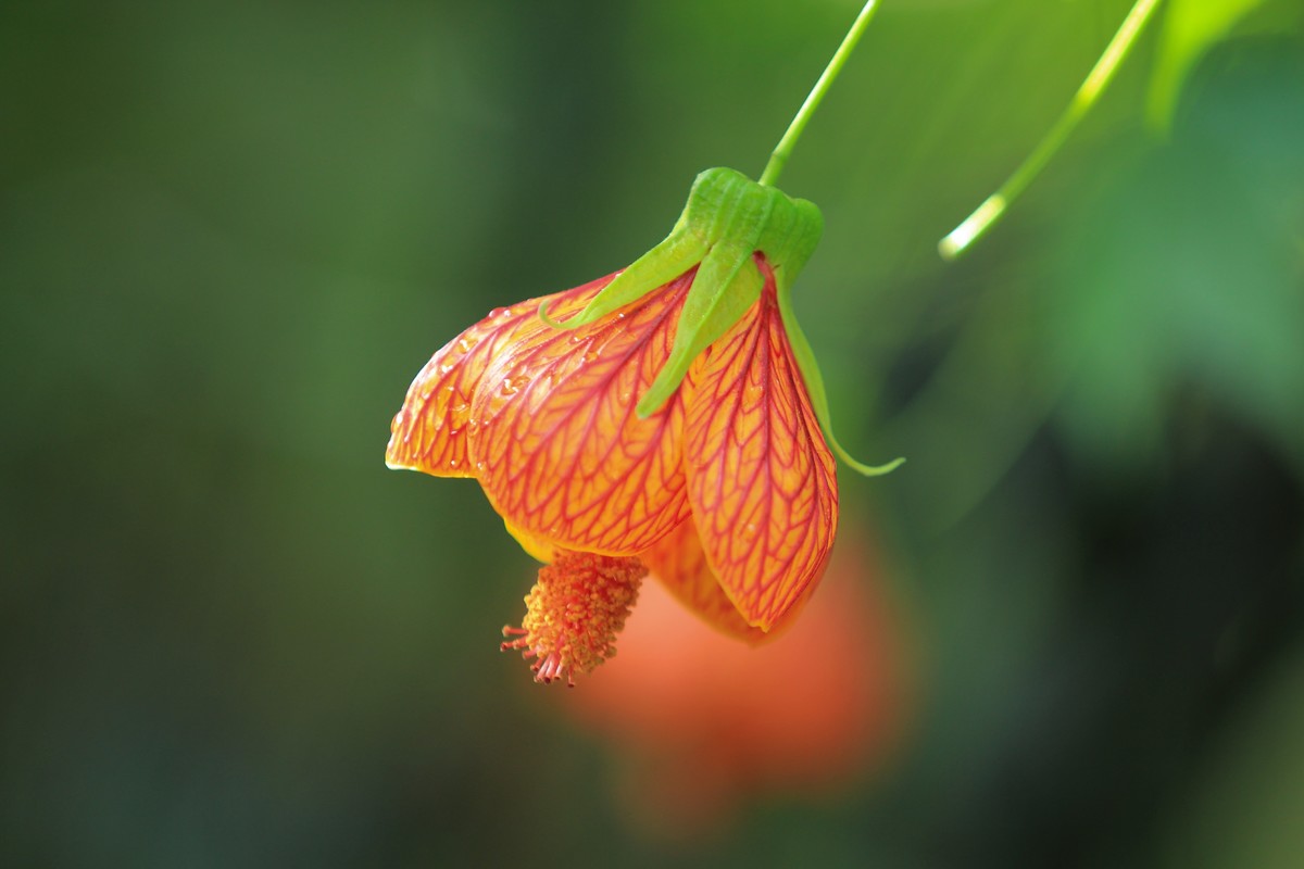 拍摄花卉一（391）