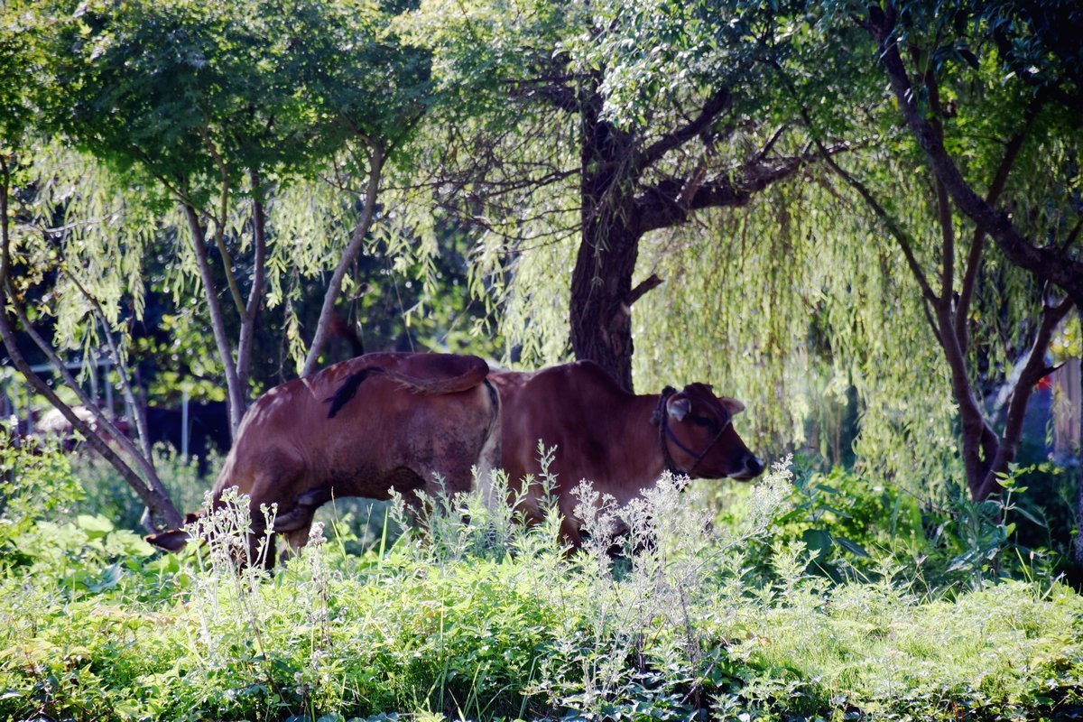 2024夏 海南环岛行（3）上甘棠