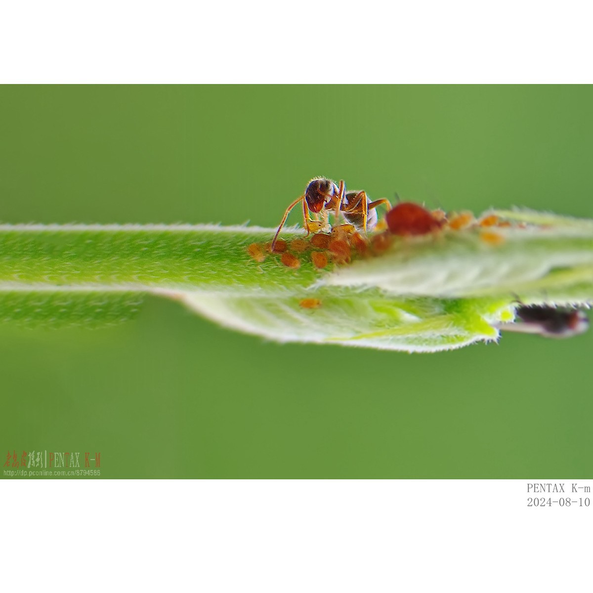 昆虫界的牧场主——蚂蚁