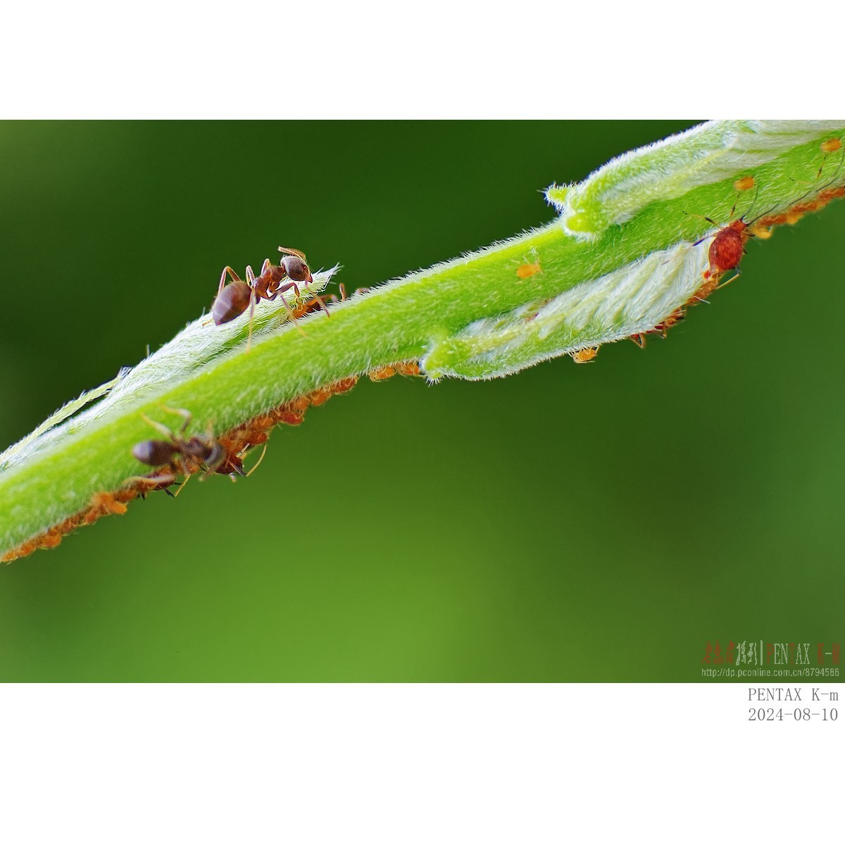 昆虫界的牧场主——蚂蚁