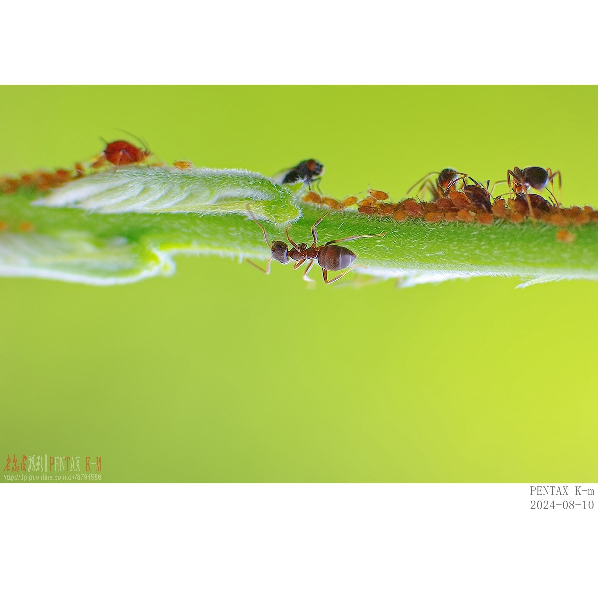 昆虫界的牧场主——蚂蚁