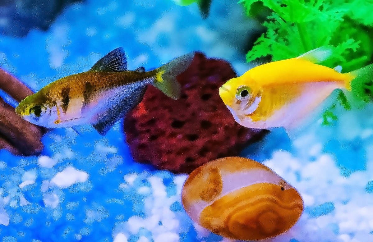 鱼缸里的天使和神仙精灵