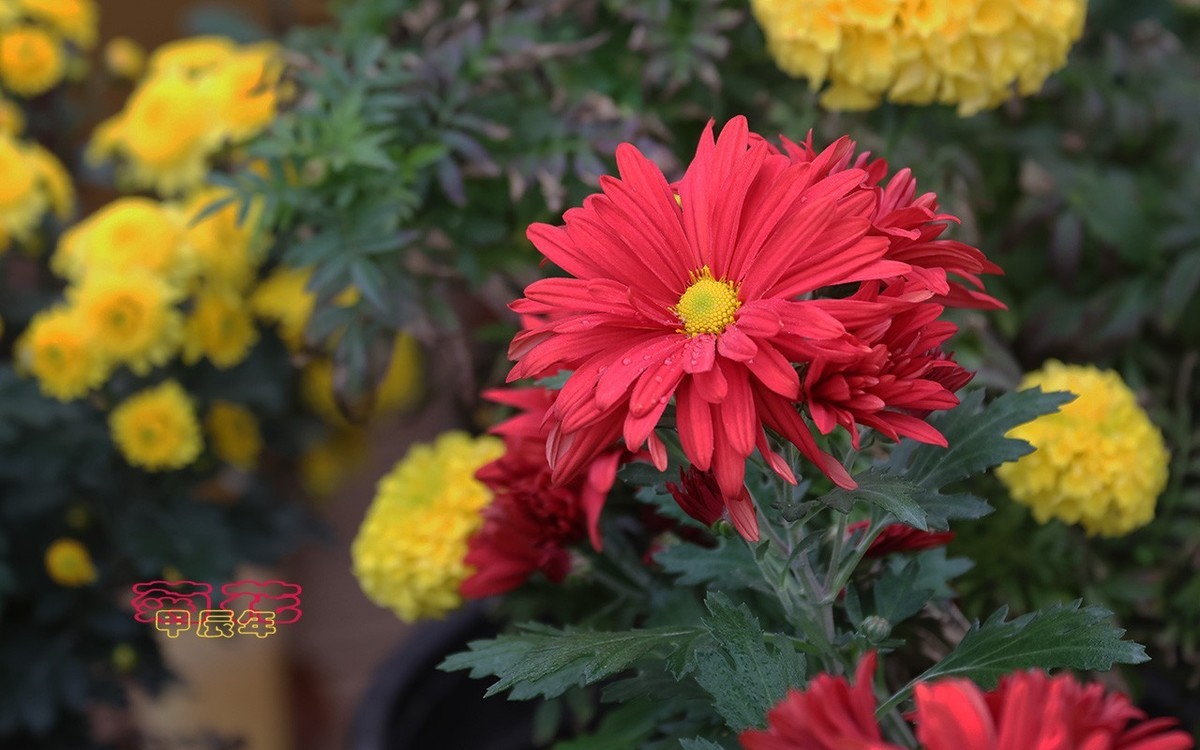 甲辰年菊花【2024-221】