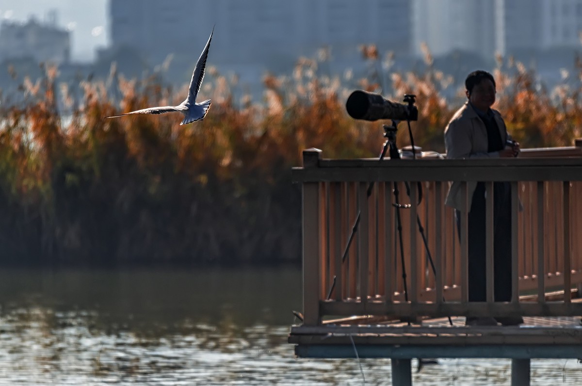 大理 · 洱海月湿地公园