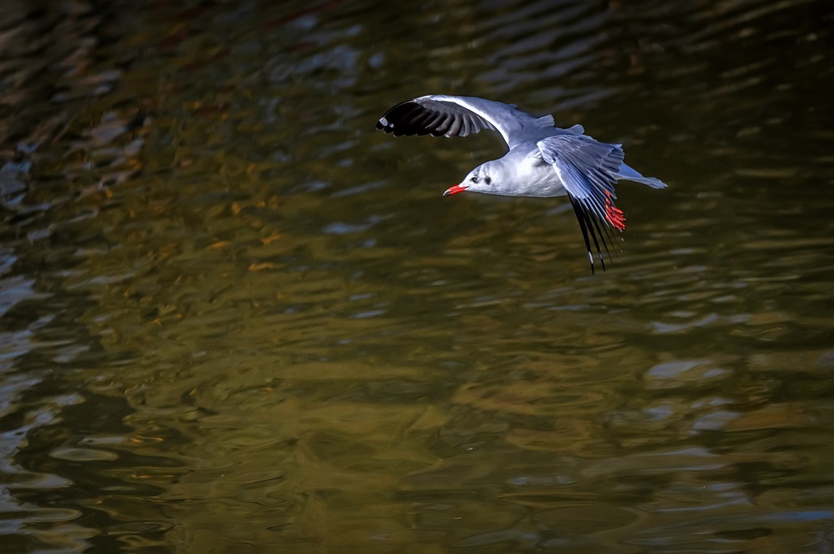 大理 · 洱海月湿地公园
