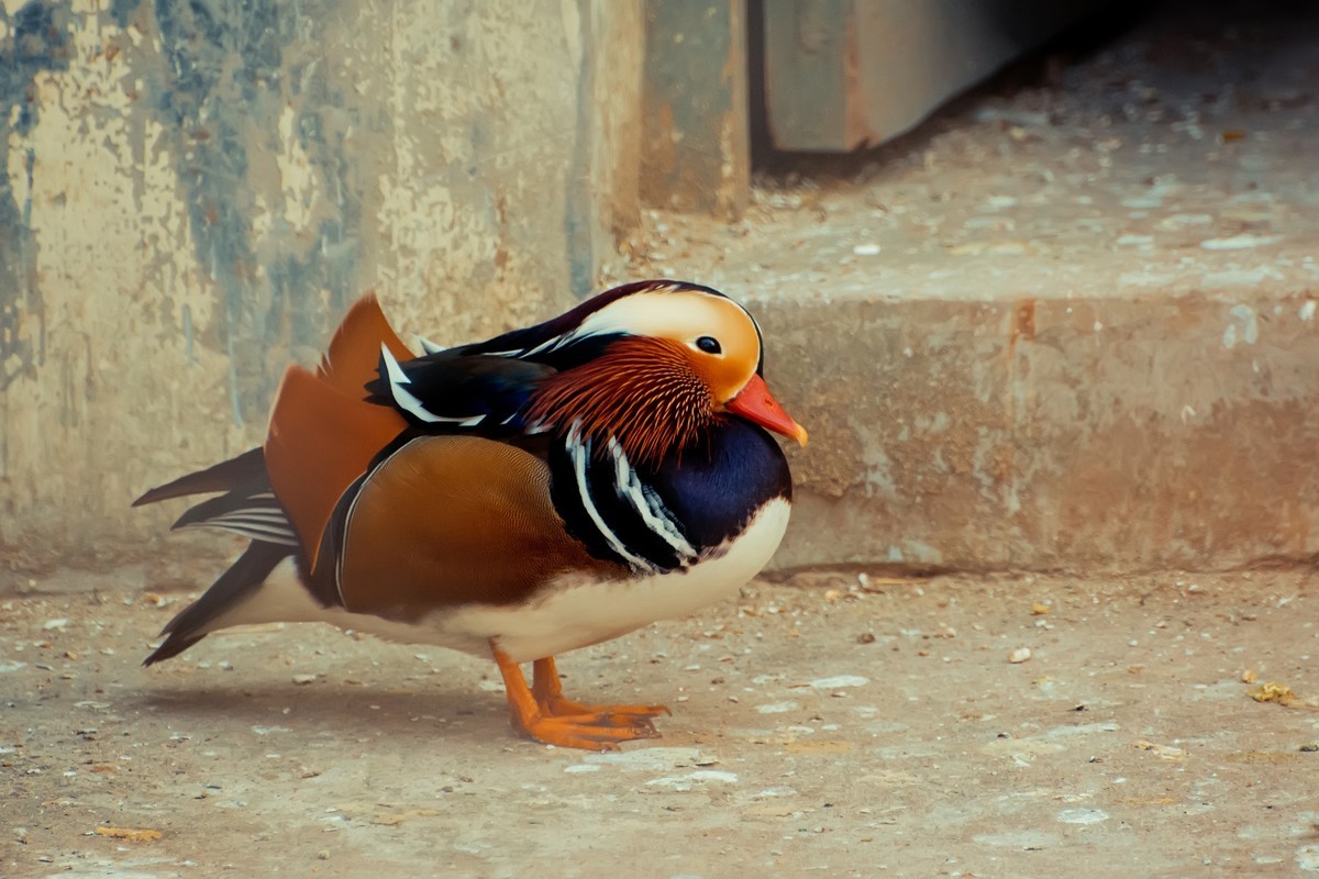 逛动物园 70-300 VR  试拍