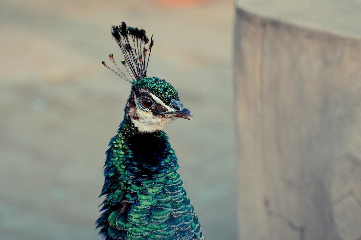 逛动物园 70-300 VR  试拍