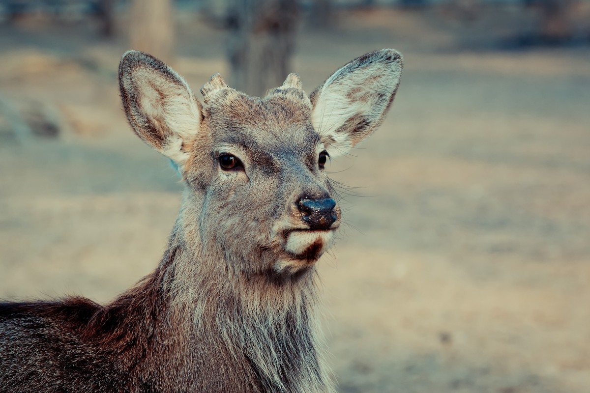 逛动物园 70-300 VR  试拍