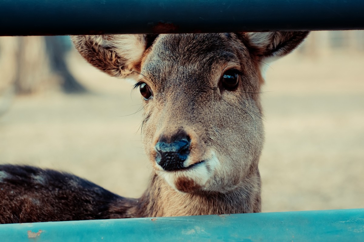 逛动物园 70-300 VR  试拍