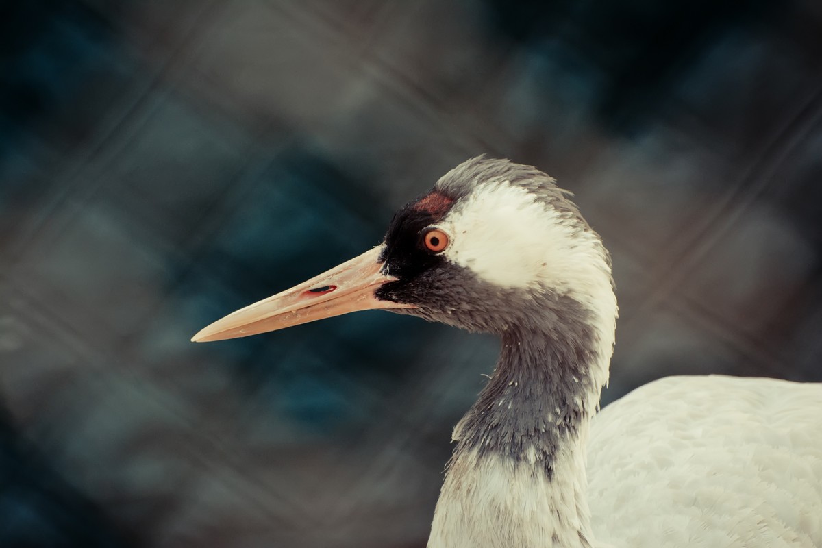 逛动物园 70-300 VR  试拍