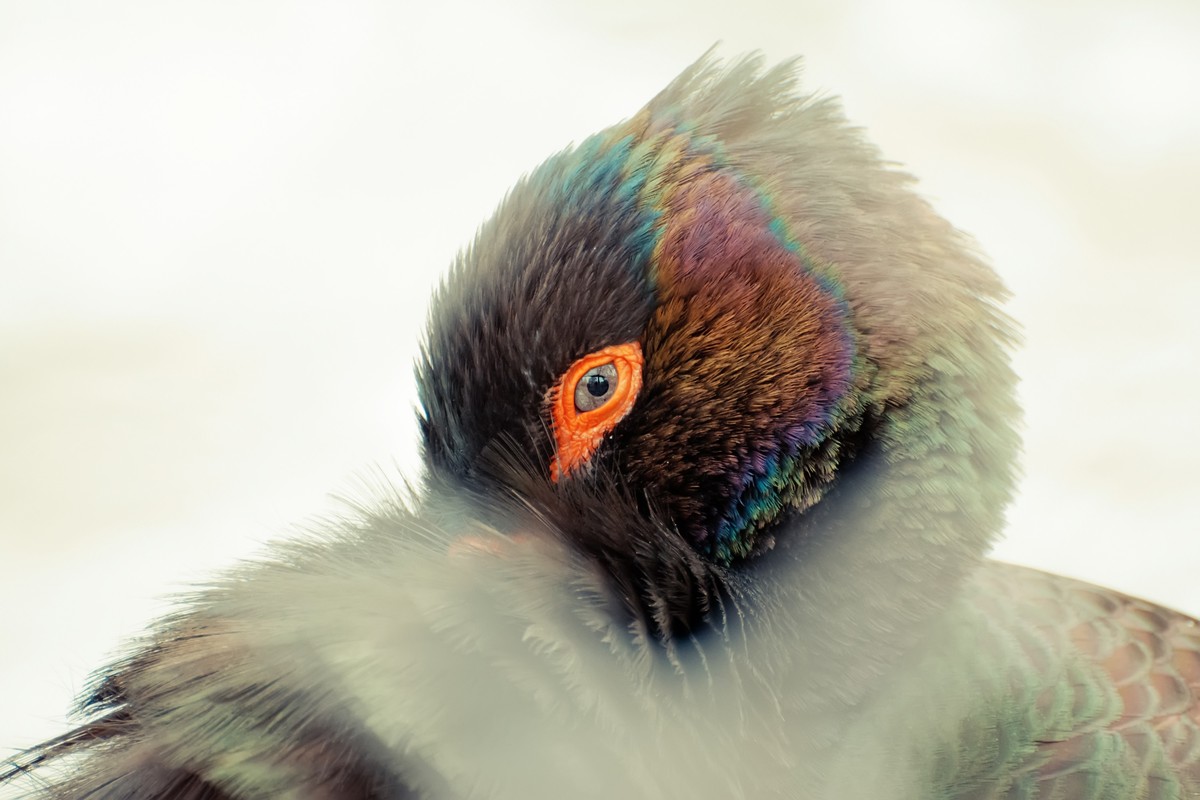 逛动物园 70-300 VR  试拍