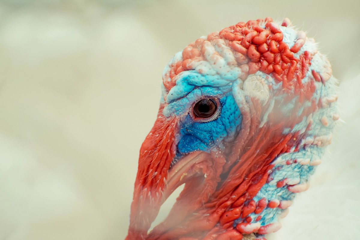 逛动物园 70-300 VR  试拍