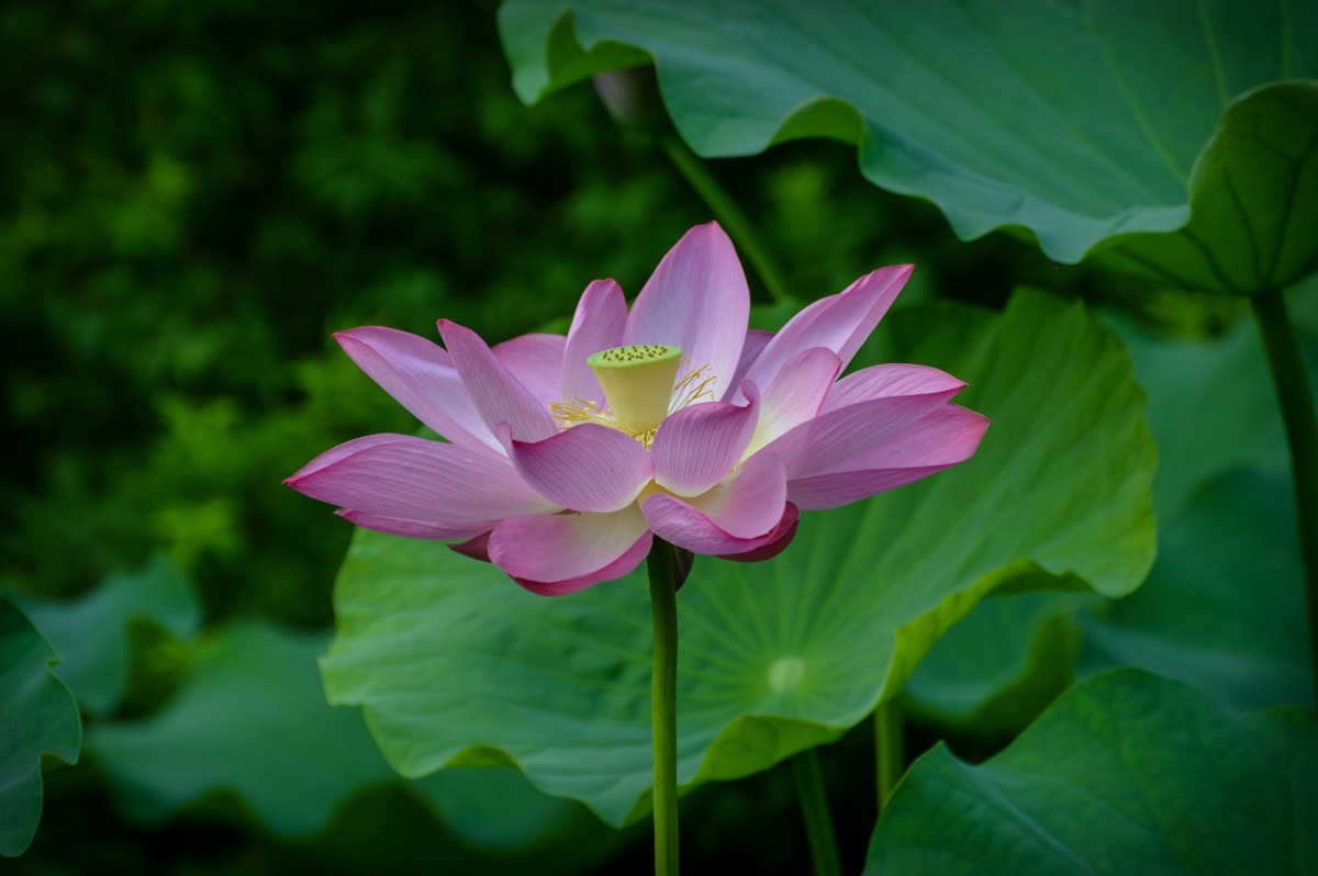 公园花卉随拍105