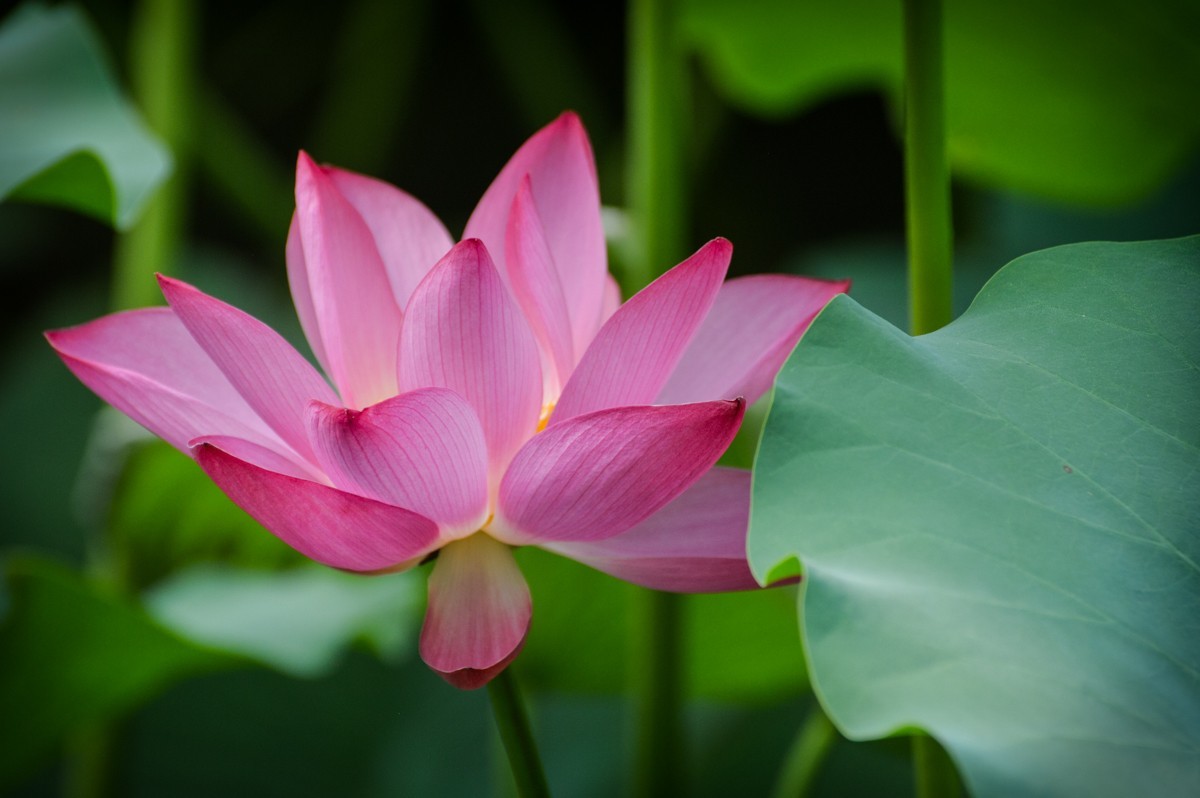 公园花卉随拍105