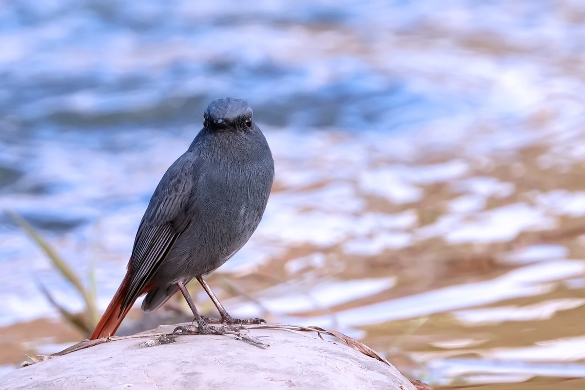 旧片_红尾水鸲11