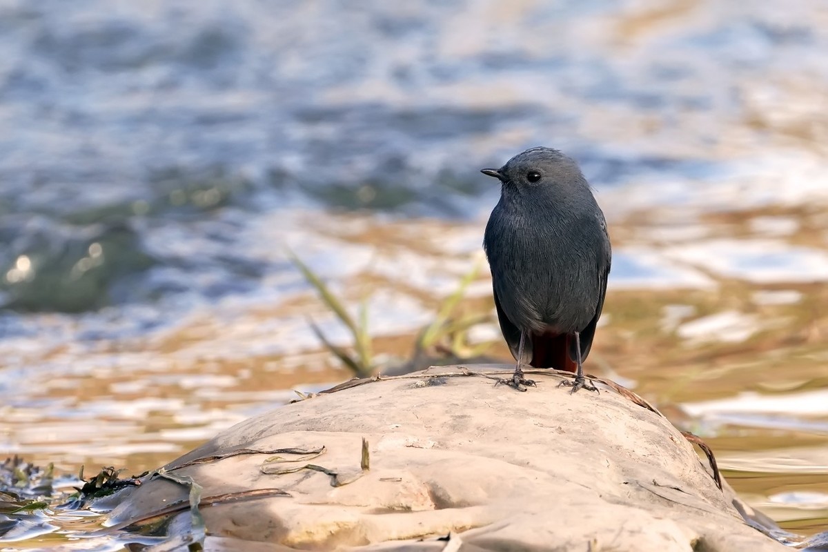 旧片_红尾水鸲11