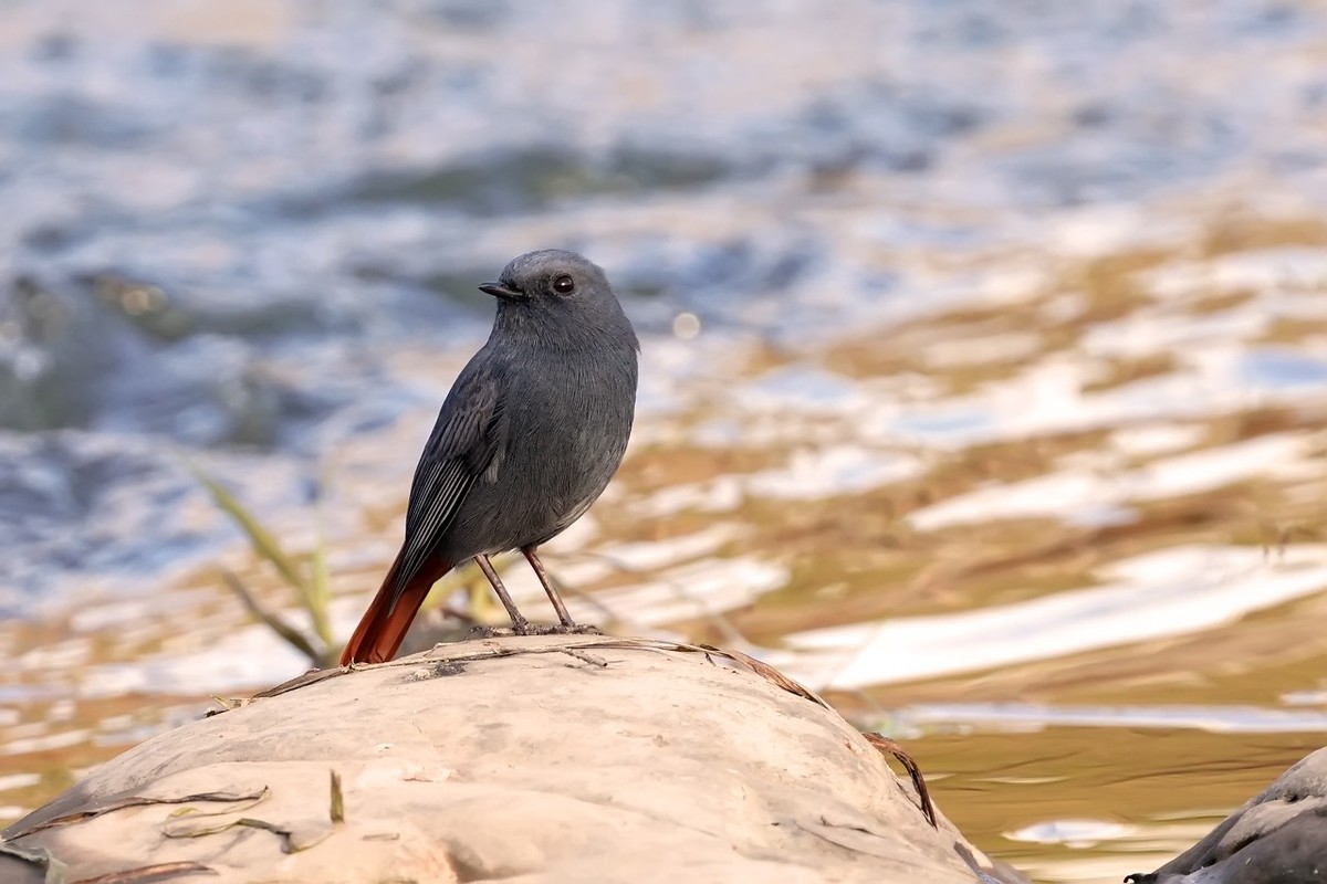 旧片_红尾水鸲11