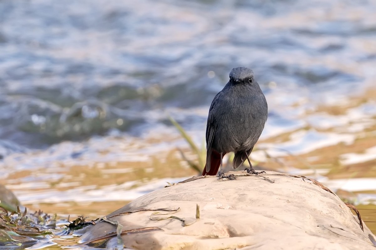 旧片_红尾水鸲11