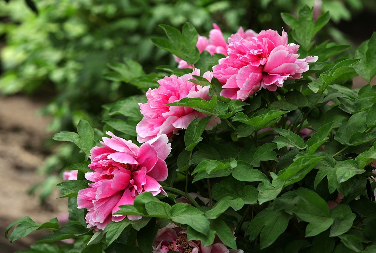 牡丹之歌。。。