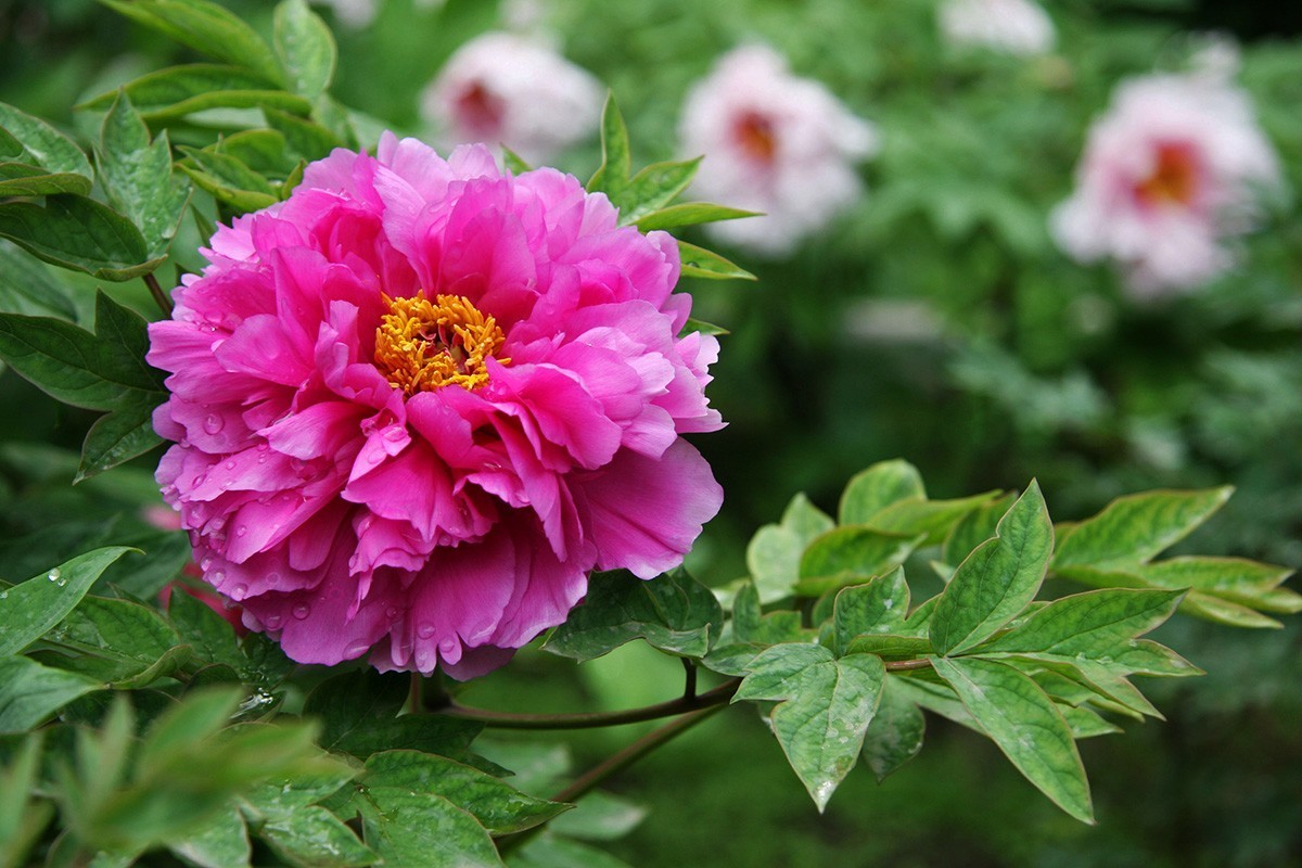 牡丹之歌。。。