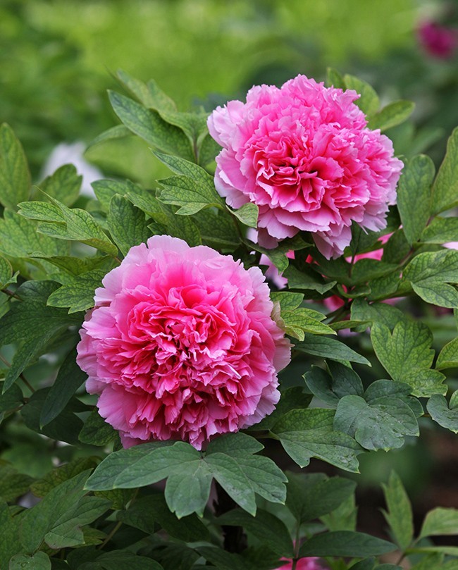 牡丹之歌。。。