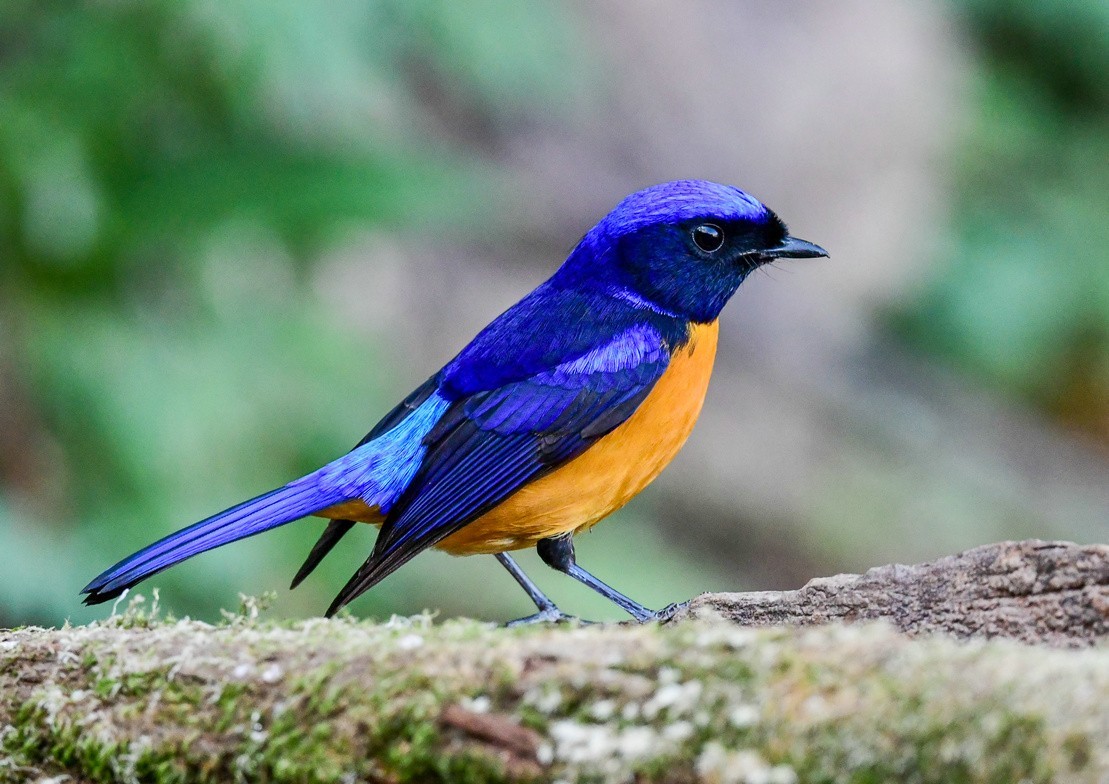 林子里的美男子《棕腹仙鹟》