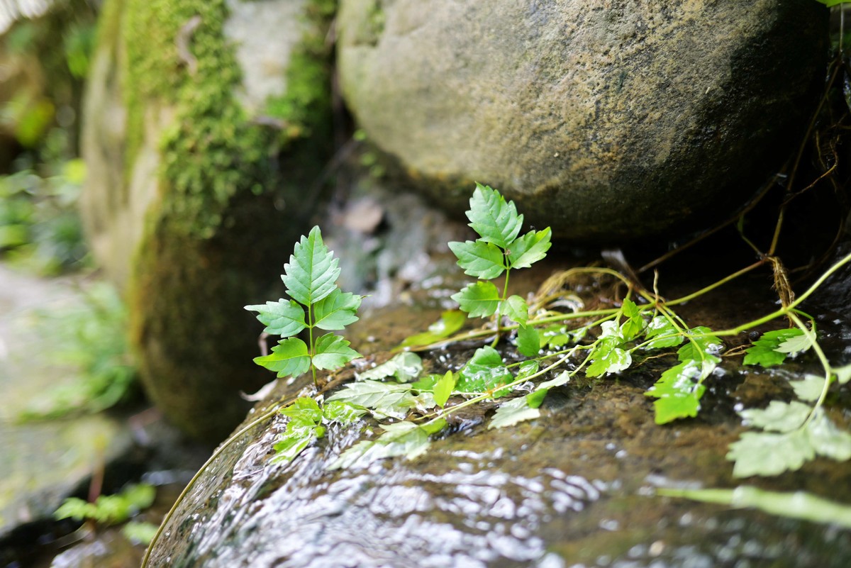 西湖边浴鹄湾漫步—尼康Z5+40f2饼干头直出