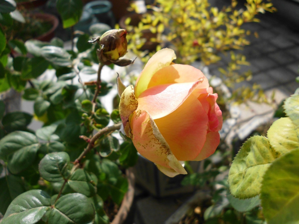 〈国产卡片机发挥余热〉