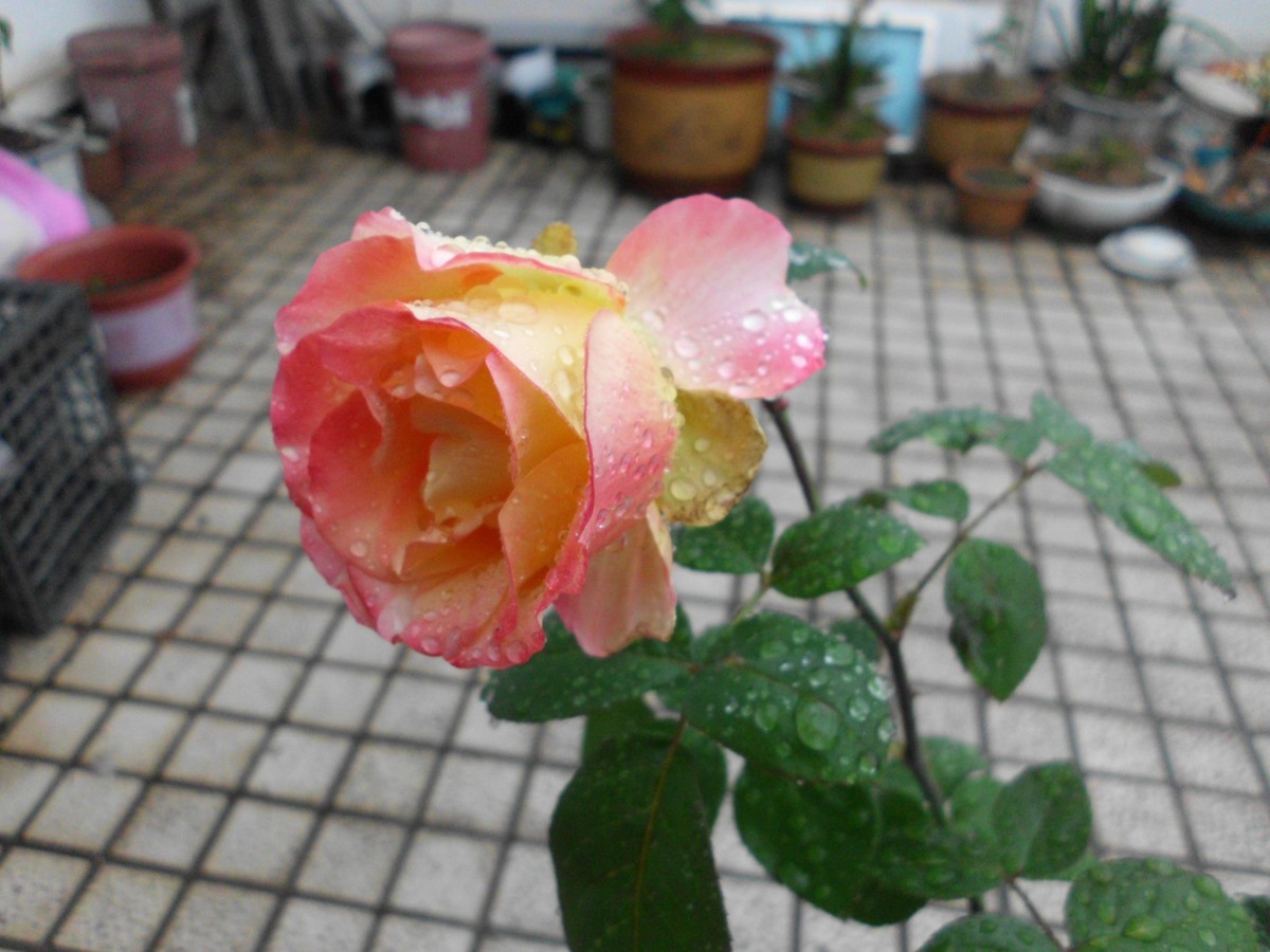 〈国产卡片机发挥余热〉