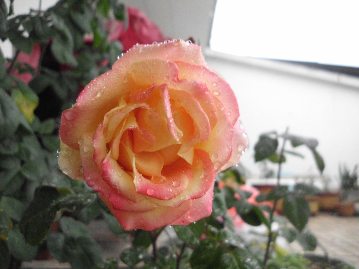 〈国产卡片机发挥余热〉