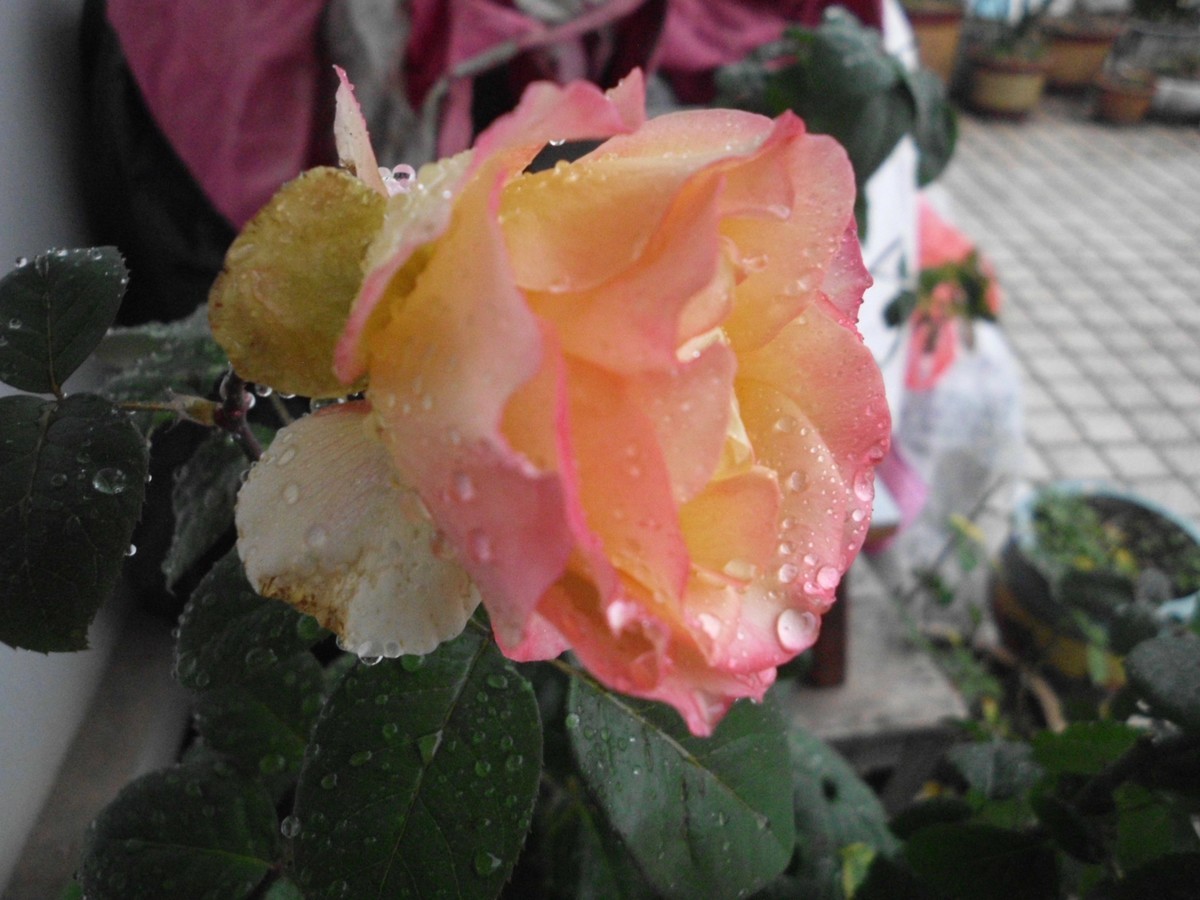 〈国产卡片机发挥余热〉