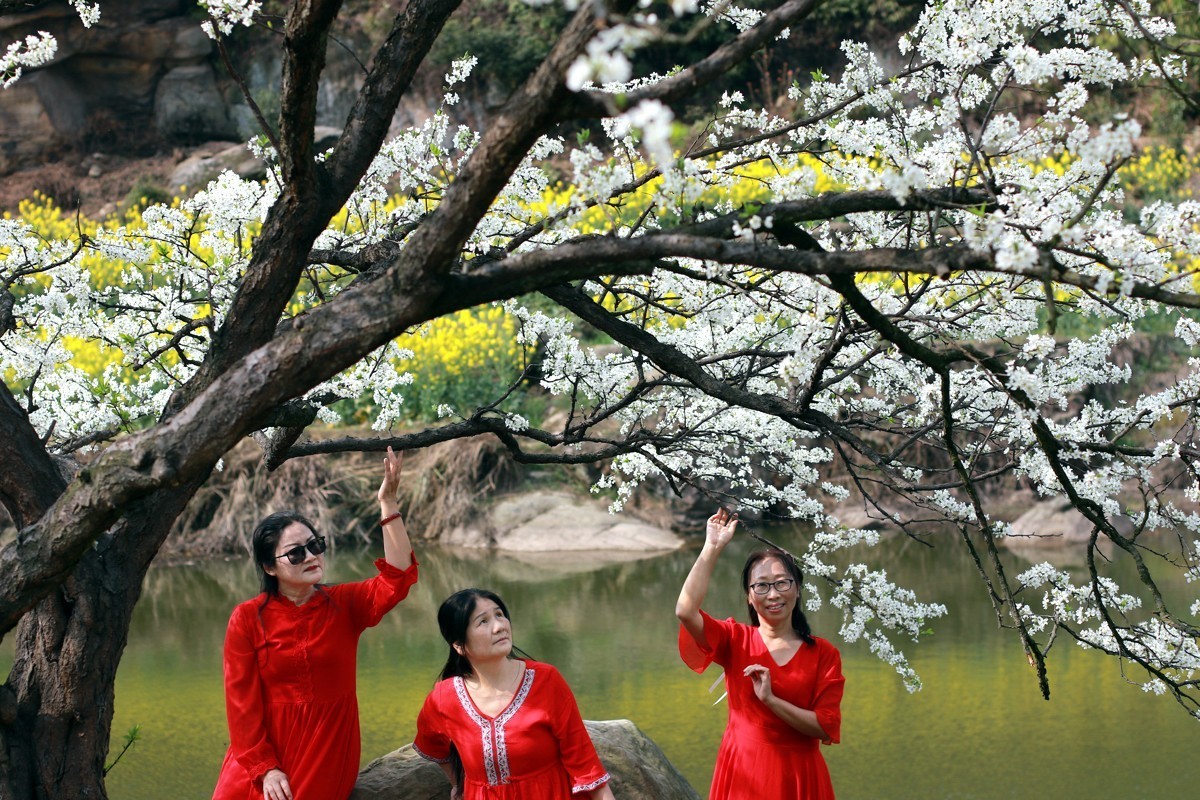 李花怒放一树白，满枝烂漫报春来！