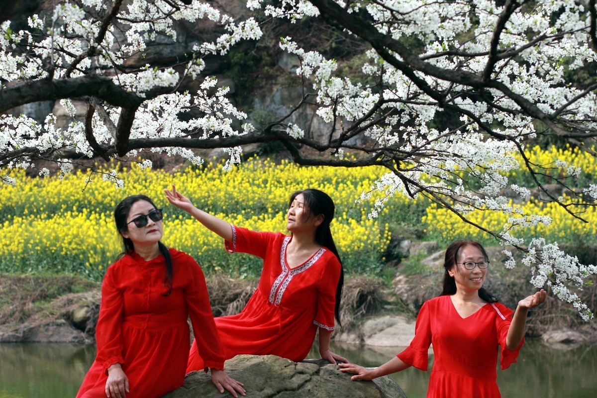 李花怒放一树白，满枝烂漫报春来！