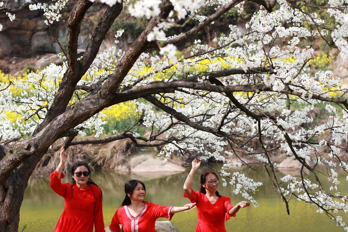 李花怒放一树白，满枝烂漫报春来！