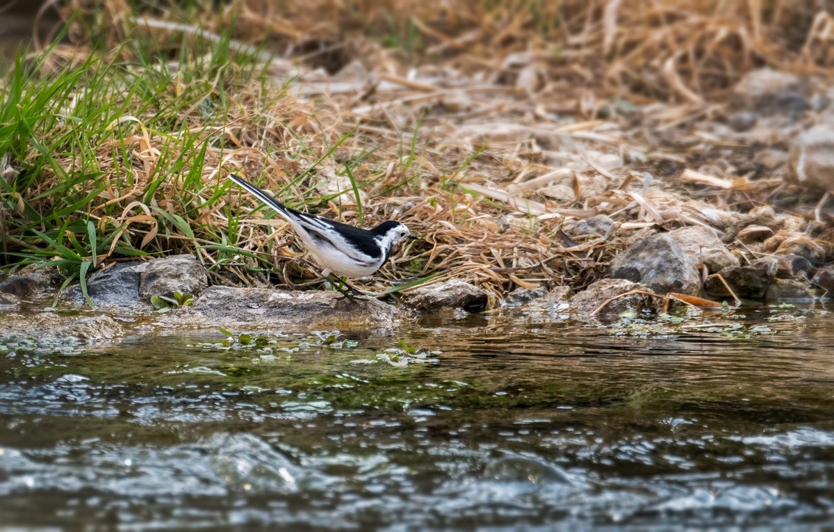 白鹡鸰（十一）