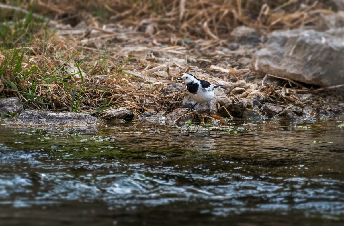 白鹡鸰（十一）