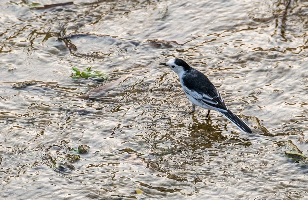 白鹡鸰（十一）