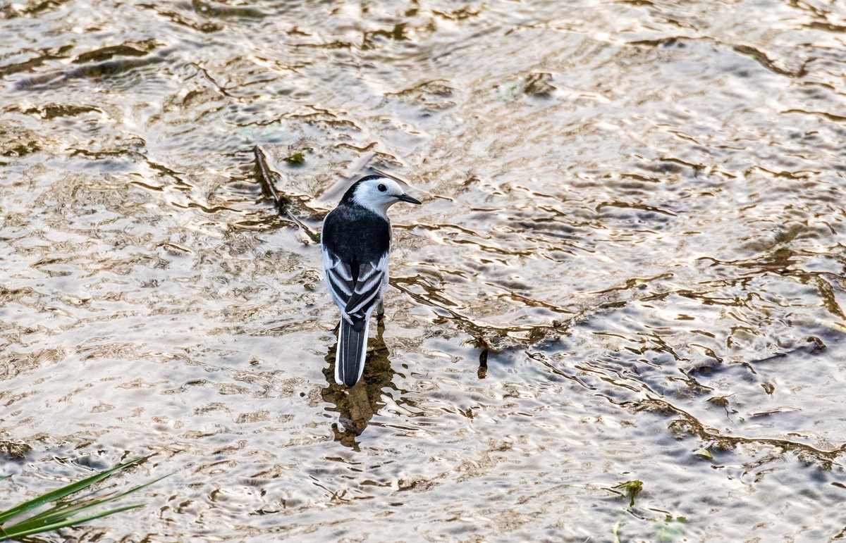 白鹡鸰（十一）