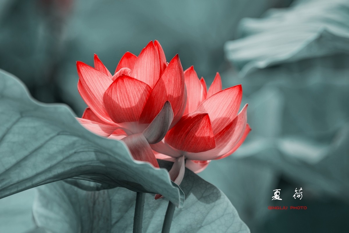 赏“荷”