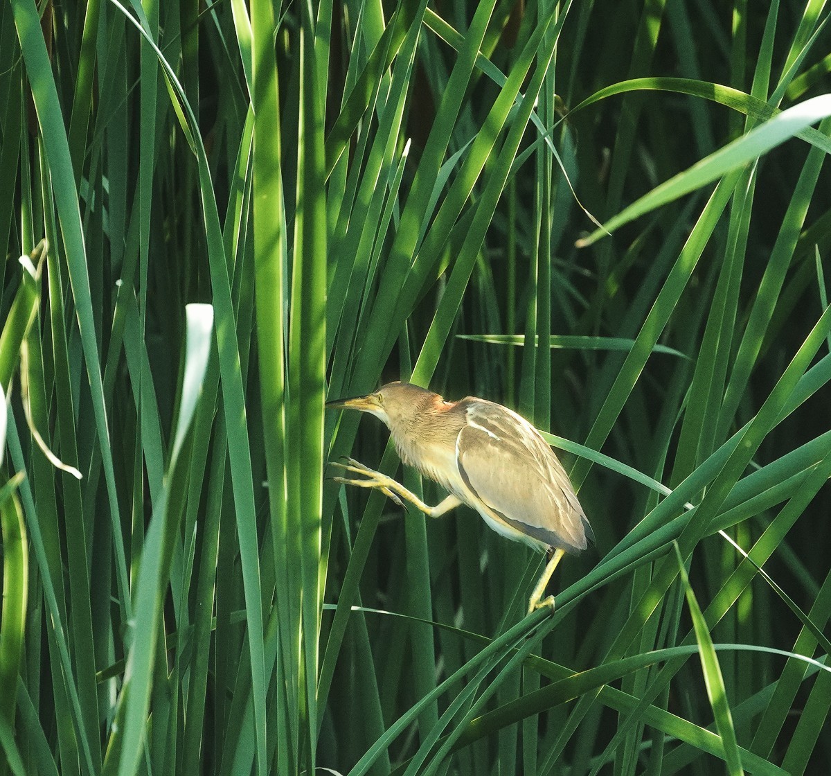鸟类片（98）-----黄尾鹣育雏