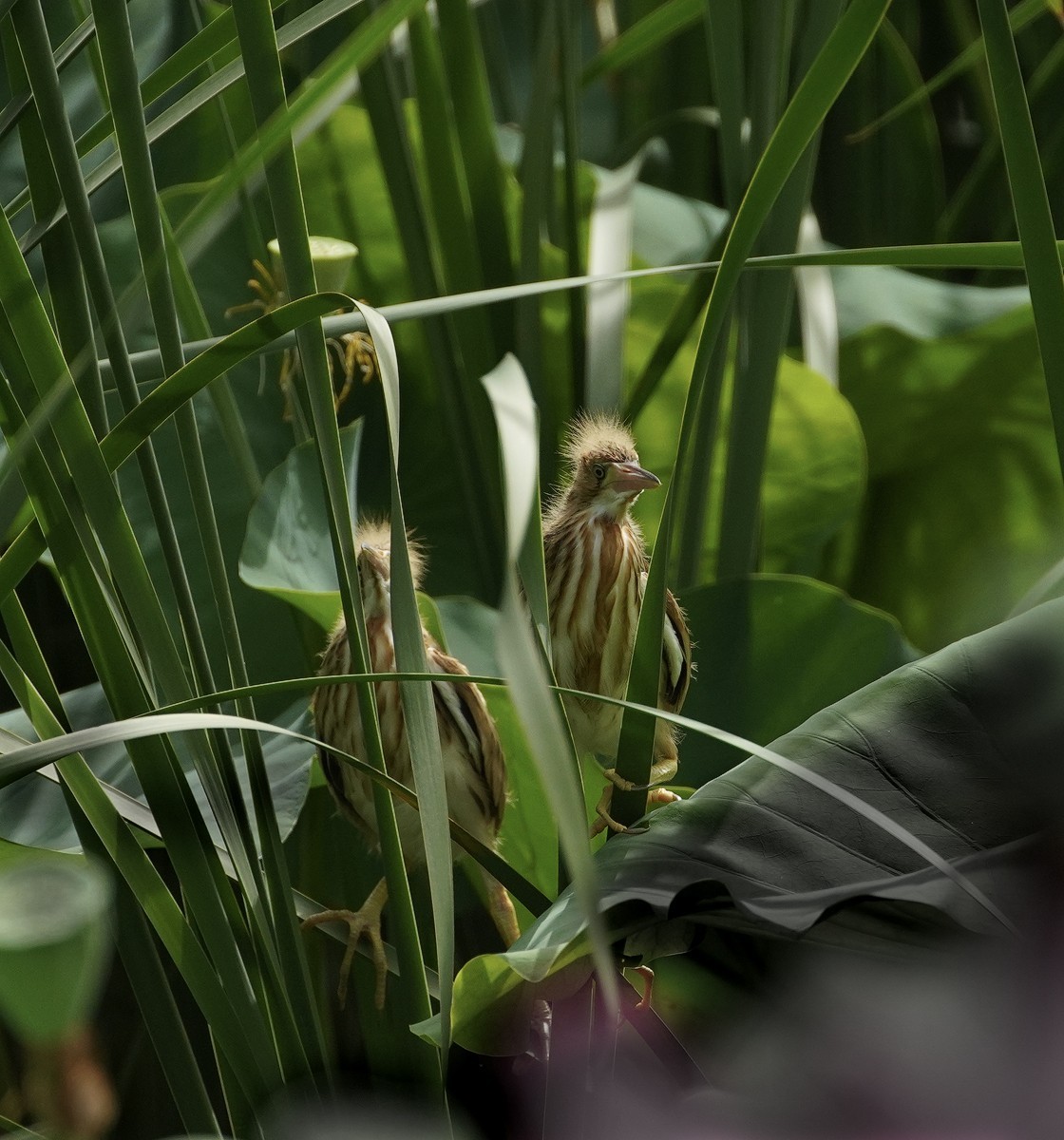 鸟类片（98）-----黄尾鹣育雏