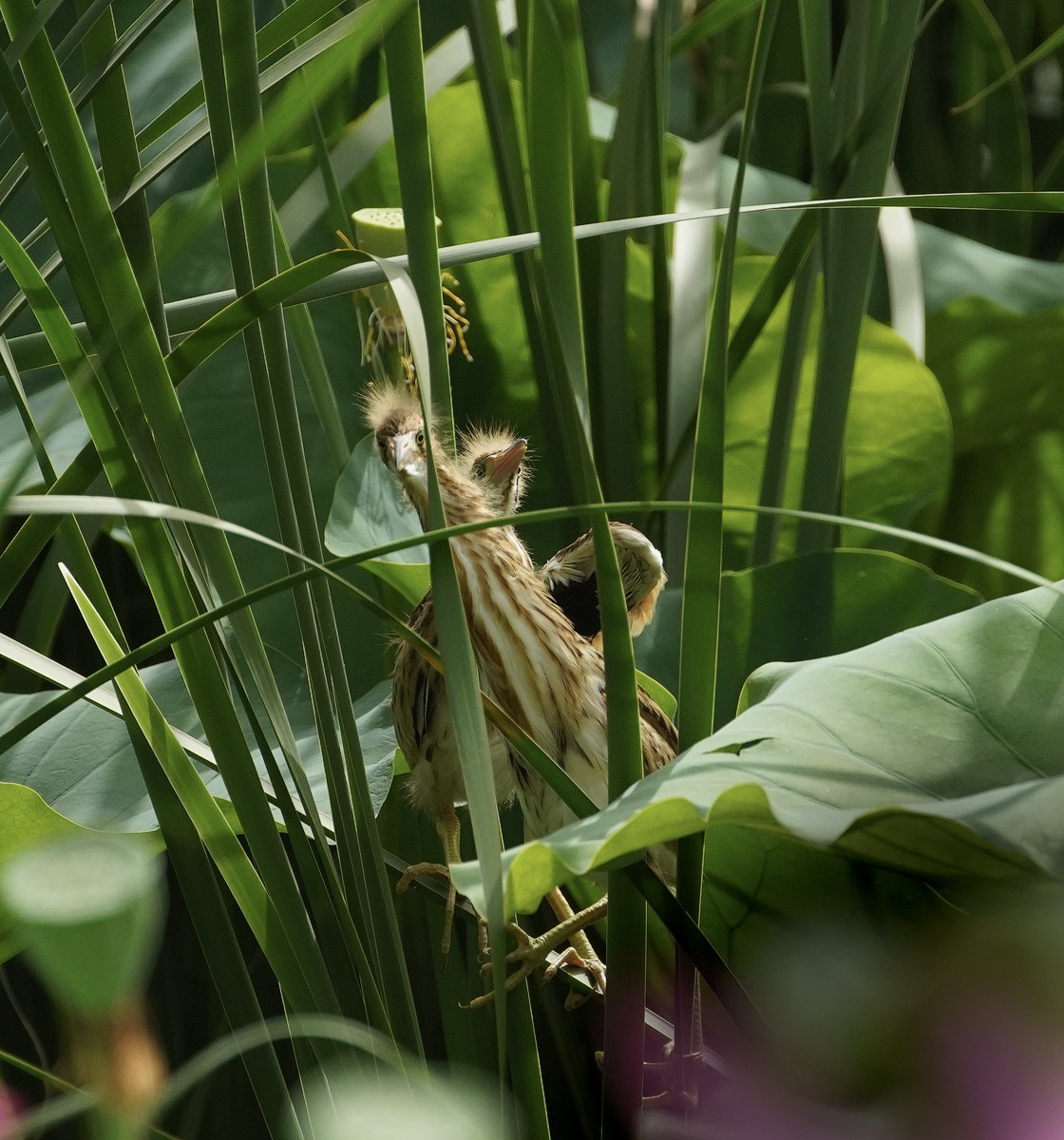 鸟类片（98）-----黄尾鹣育雏