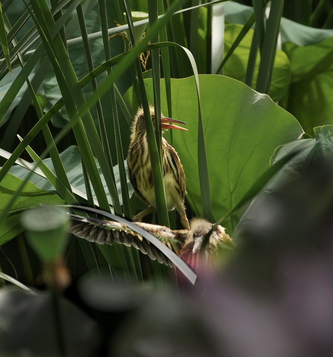鸟类片（98）-----黄尾鹣育雏