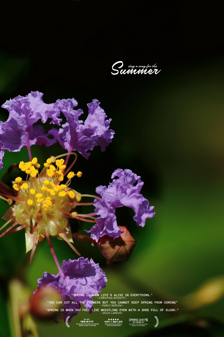 2023首拍〖 紫 薇 〗